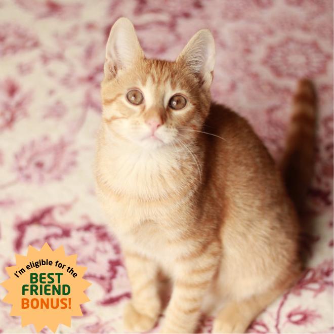 Enlarge Flareon, a Adoptable Domestic Short Hair in Lexington, KY image 3/6