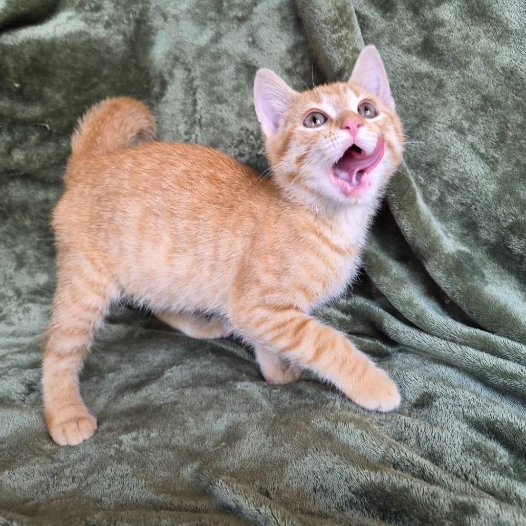 Flareon, a Adoptable Domestic Short Hair in Lexington, KY image 1/5