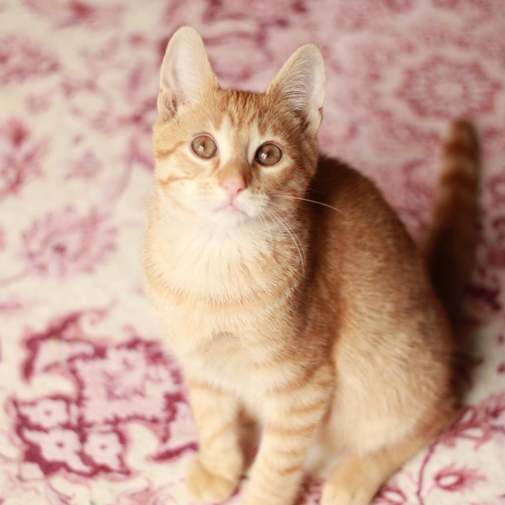 Enlarge Flareon, a Adoptable Domestic Short Hair in Lexington, KY image 4/6