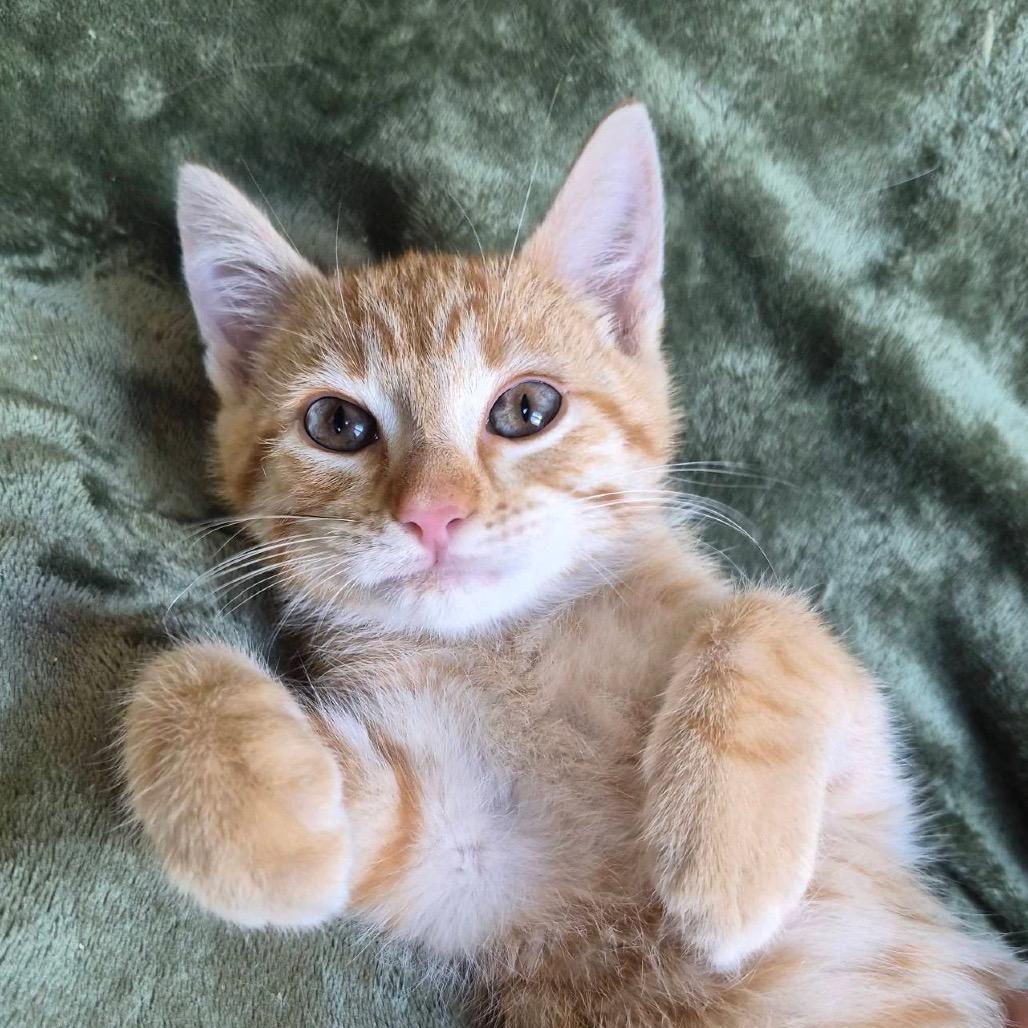 Flareon, a Adoptable Domestic Short Hair in Lexington, KY image 2/5