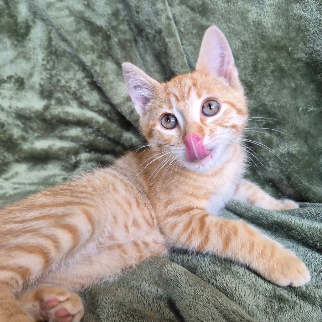 Flareon, a Adoptable Domestic Short Hair in Lexington, KY image 3/5