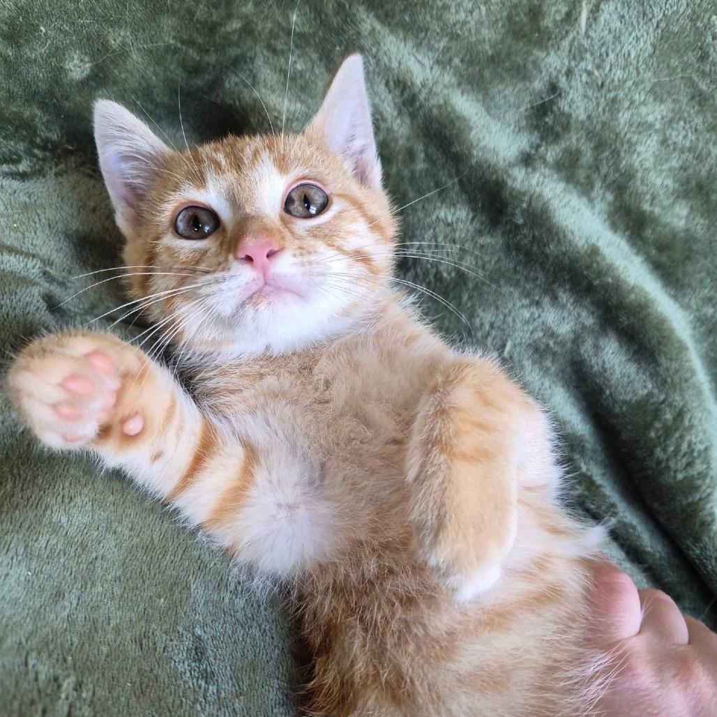 Flareon, a Adoptable Domestic Short Hair in Lexington, KY image 4/5
