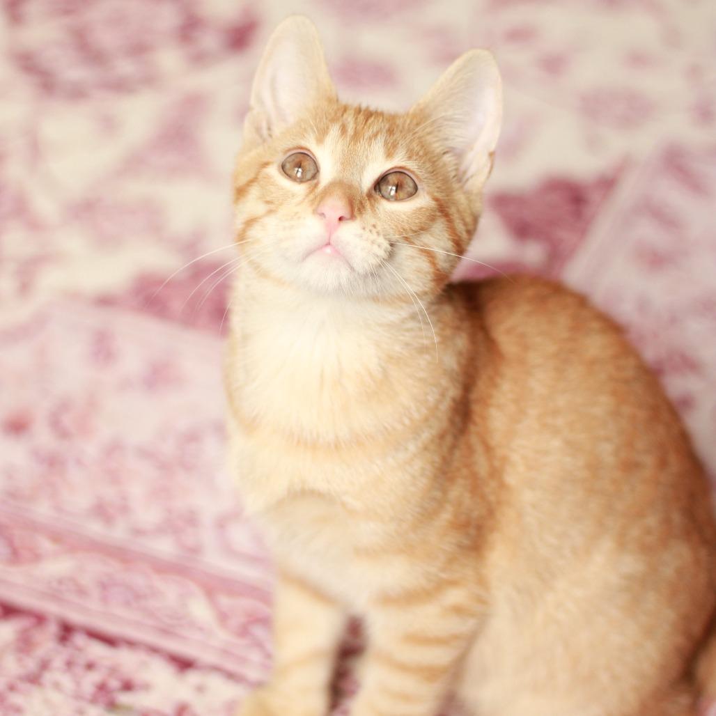 Enlarge Flareon, a Adoptable Domestic Short Hair in Lexington, KY image 5/6