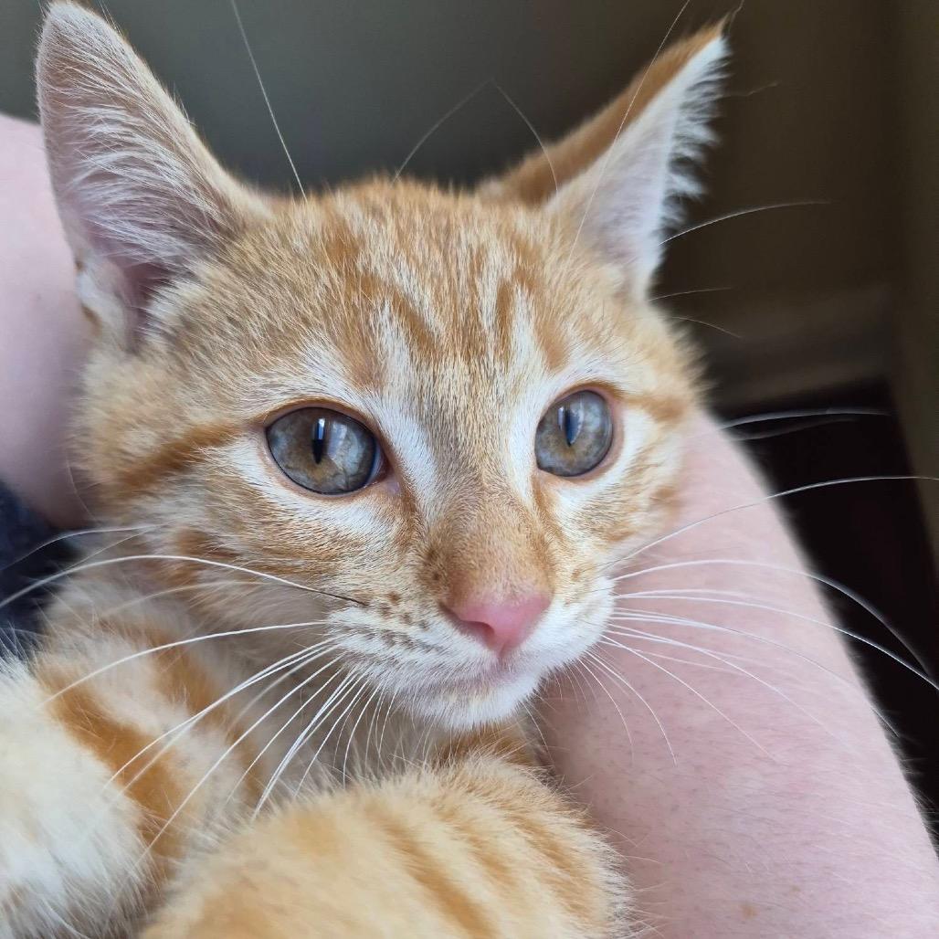 Flareon, a Adoptable Domestic Short Hair in Lexington, KY image 5/5