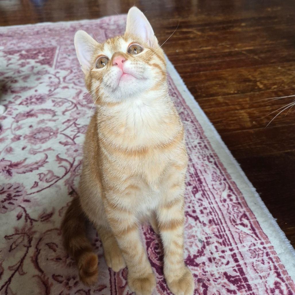 Enlarge Flareon, a Adoptable Domestic Short Hair in Lexington, KY image 6/6