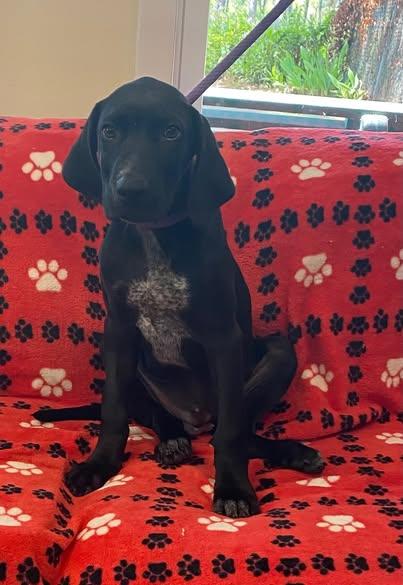 Enlarge Huck, a Adopted mixed breed in Eastpoint, FL image 1/1