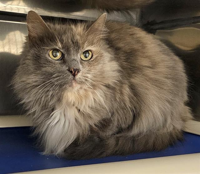 MUNCHIE, Adoptable, Senior Female Domestic Long Hair.