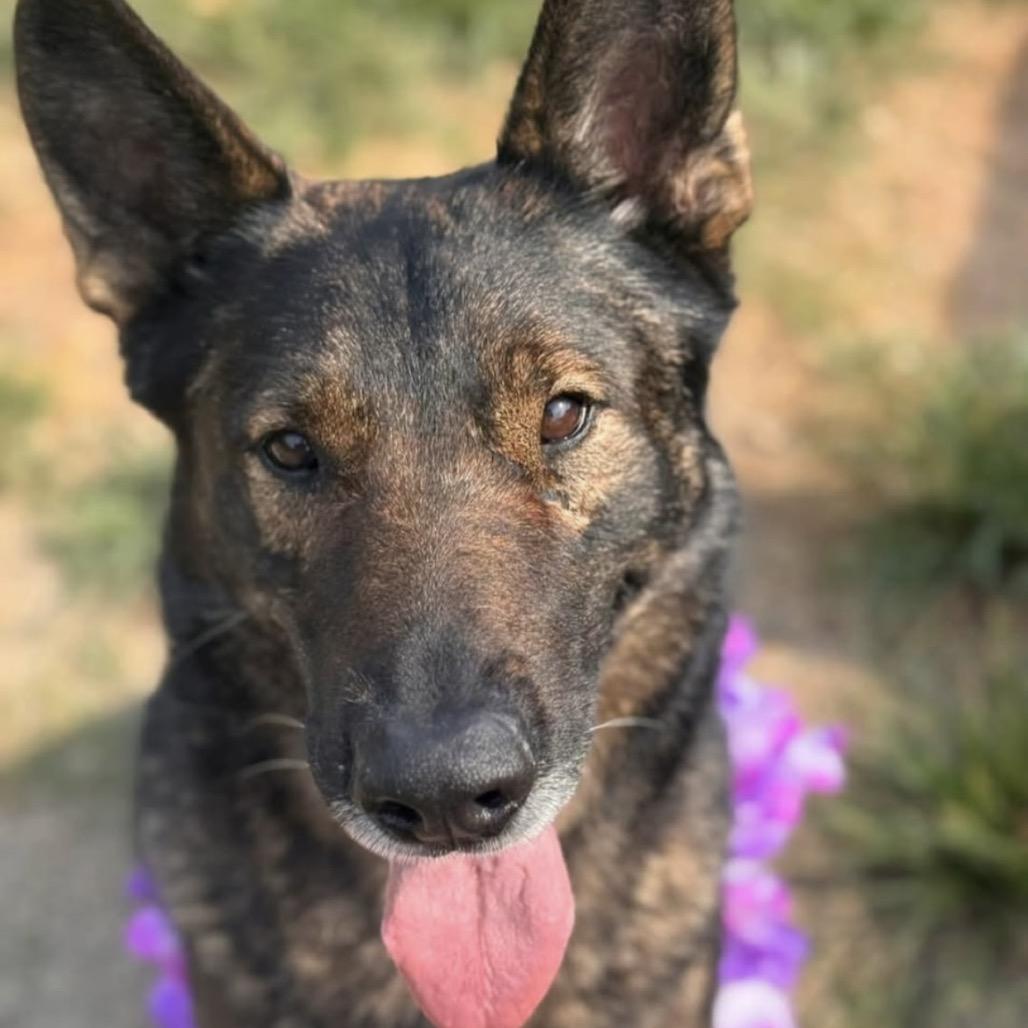 Finn, Adoptable, Adult Male German Shepherd Dog.