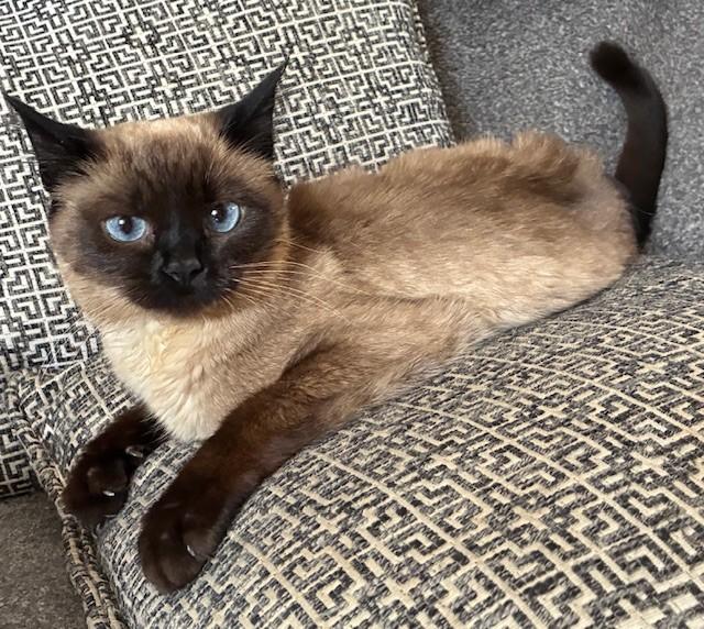 MILO, Adoptable, Young Male Siamese.