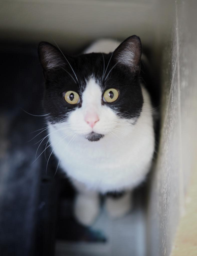 Enlarge Ducktail, a Adoptable mixed breed in Cincinnati, OH image 1/6