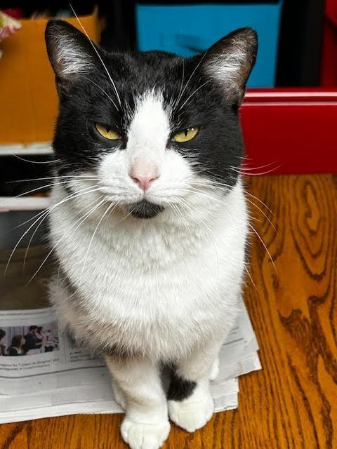 Enlarge Ducktail, a Adoptable mixed breed in Cincinnati, OH image 2/6