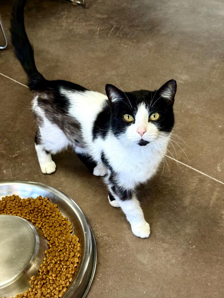 Enlarge Ducktail, a Adoptable mixed breed in Cincinnati, OH image 3/6