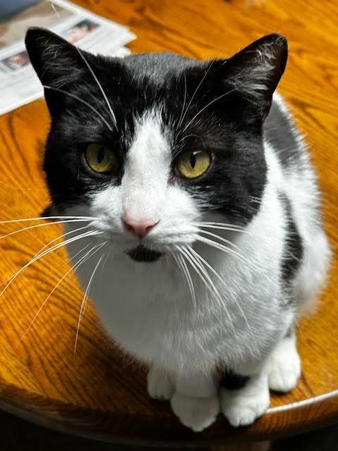 Enlarge Ducktail, a Adoptable mixed breed in Cincinnati, OH image 4/6