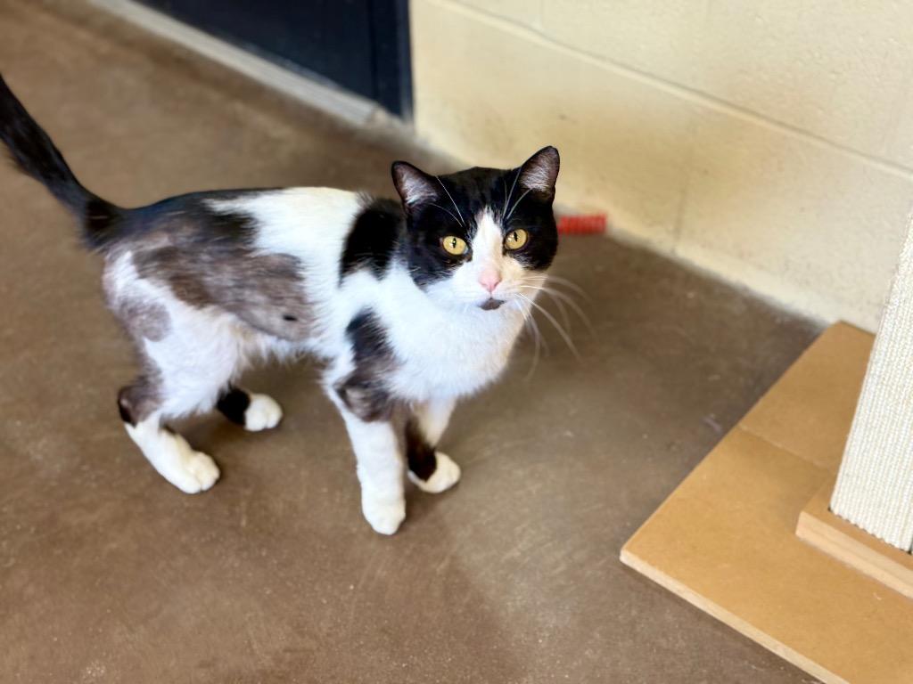 Enlarge Ducktail, a Adoptable mixed breed in Cincinnati, OH image 4/6