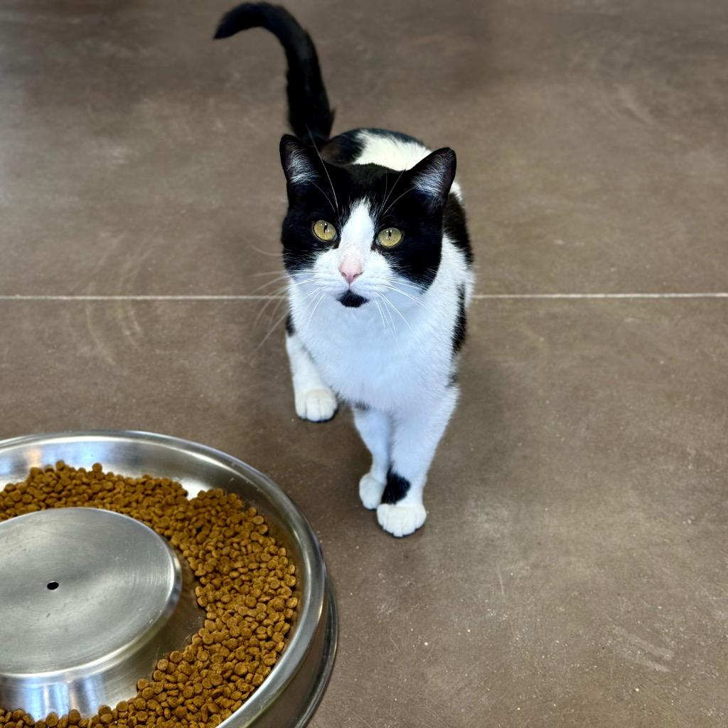 Enlarge Ducktail, a Adoptable mixed breed in Cincinnati, OH image 5/6