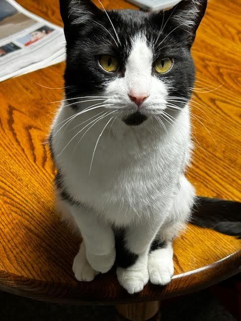 Enlarge Ducktail, a Adoptable mixed breed in Cincinnati, OH image 5/6