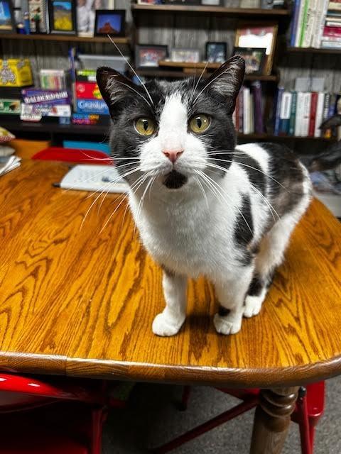 Enlarge Ducktail, a Adoptable mixed breed in Cincinnati, OH image 6/6