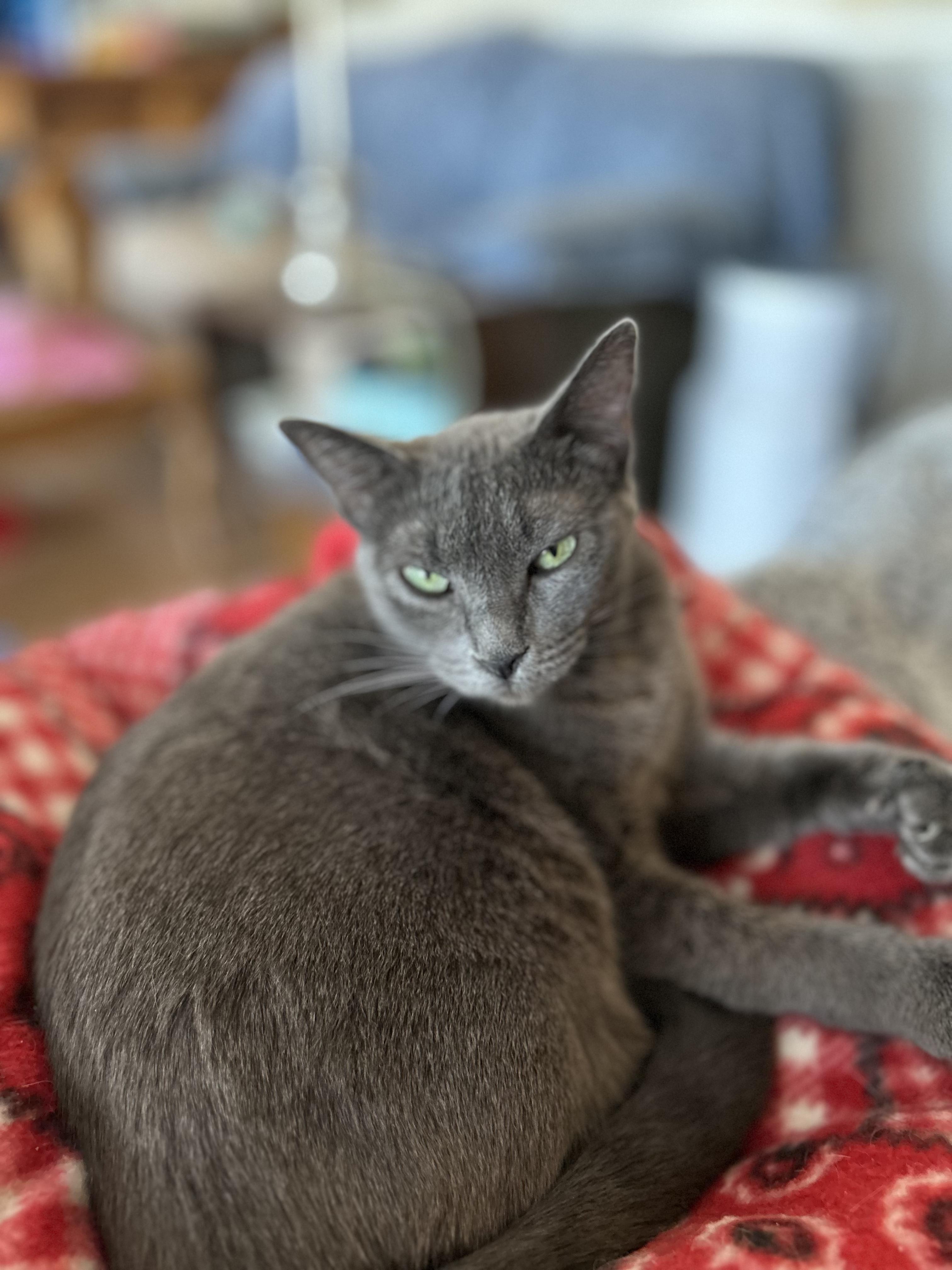 Nikki, ADOPTABLE, Adult Female Domestic Short Hair.