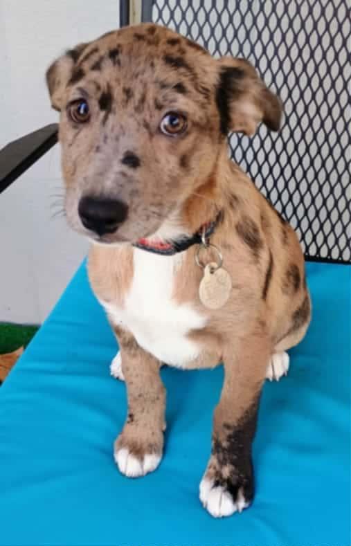 Dapples, a Adopted mixed breed in Melbourne, AR image 2/4