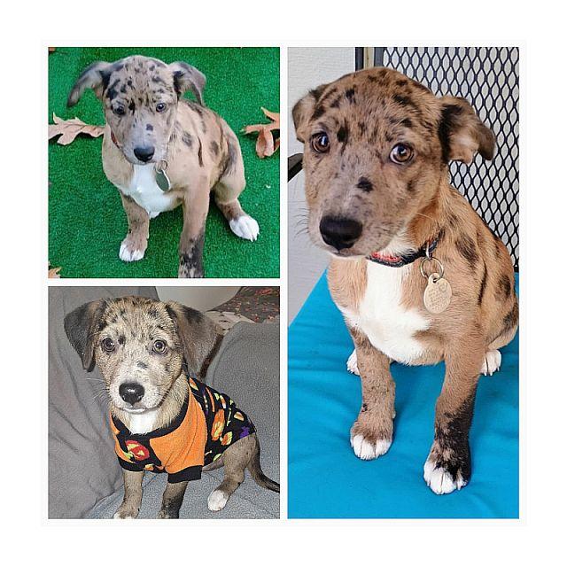 Dapples, Adopted, Puppy Female Dachshund & Australian Cattle Dog / Blue Heeler.