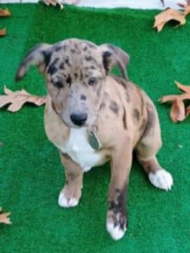 Dapples, a Adopted mixed breed in Melbourne, AR image 4/4