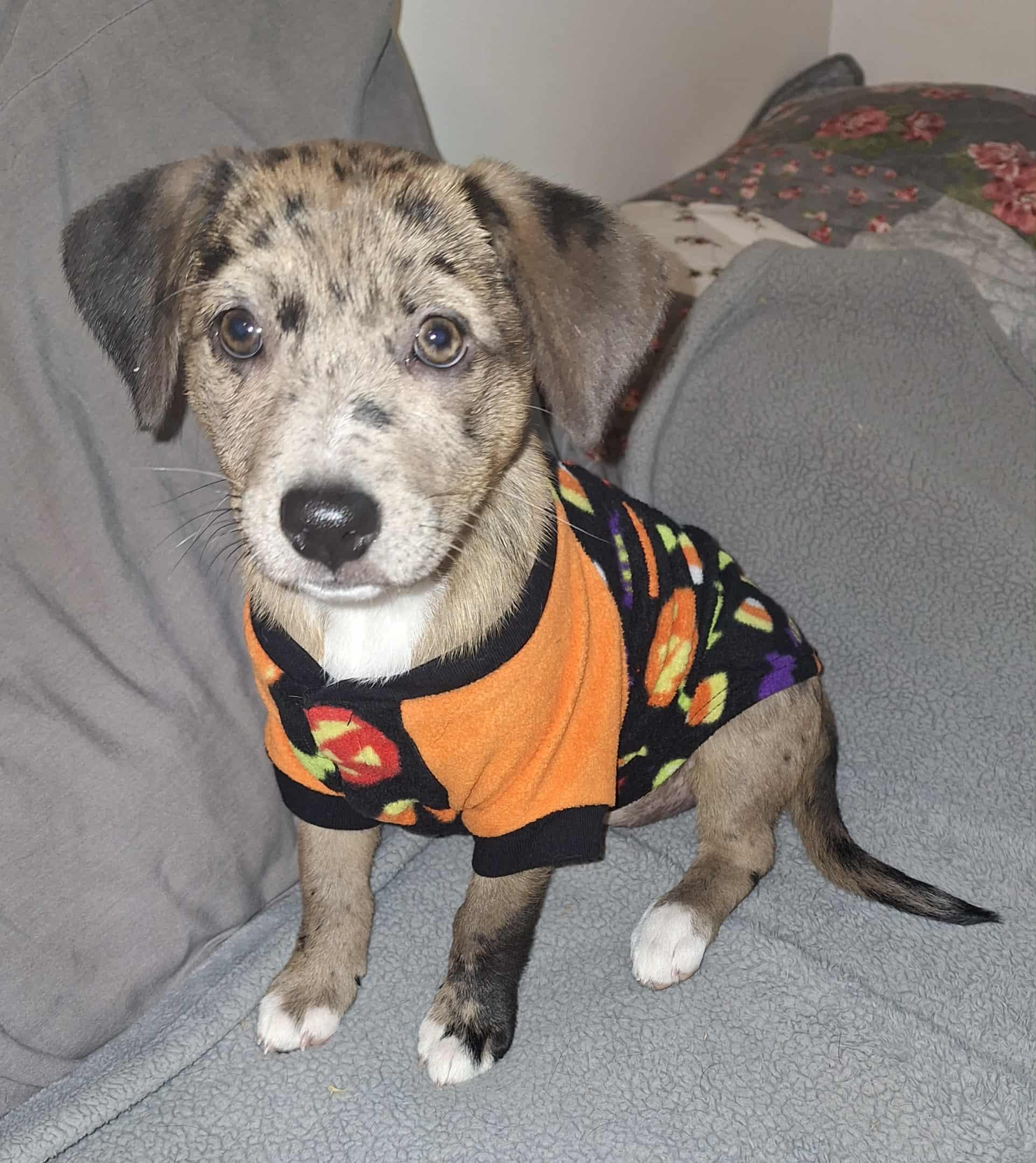 Dapples, a Adopted mixed breed in Melbourne, AR image 3/4