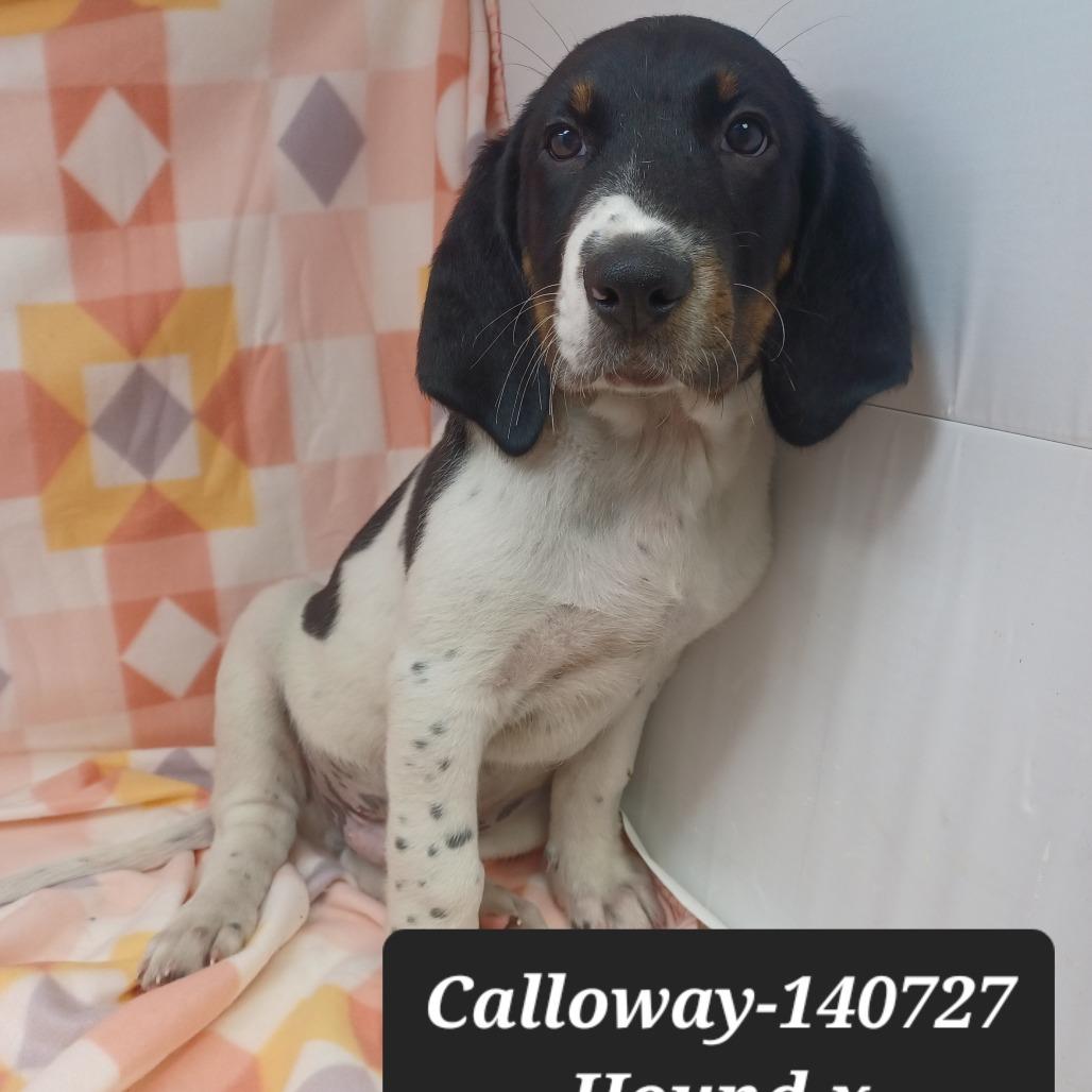 Calloway, Adoptable, Puppy Male Hound.