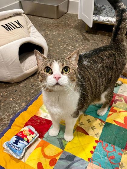 Enlarge Sugar, a Adoptable Domestic Short Hair in Louisville, KY image 1/3