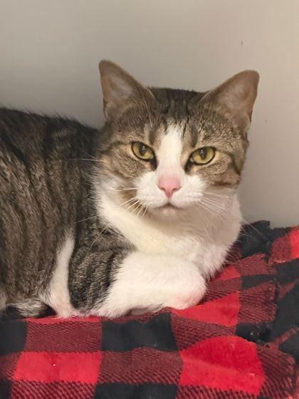 Enlarge Sugar, a Adoptable Domestic Short Hair in Louisville, KY image 2/3