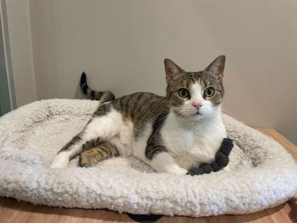Enlarge Sugar, a Adoptable Domestic Short Hair in Louisville, KY image 3/3
