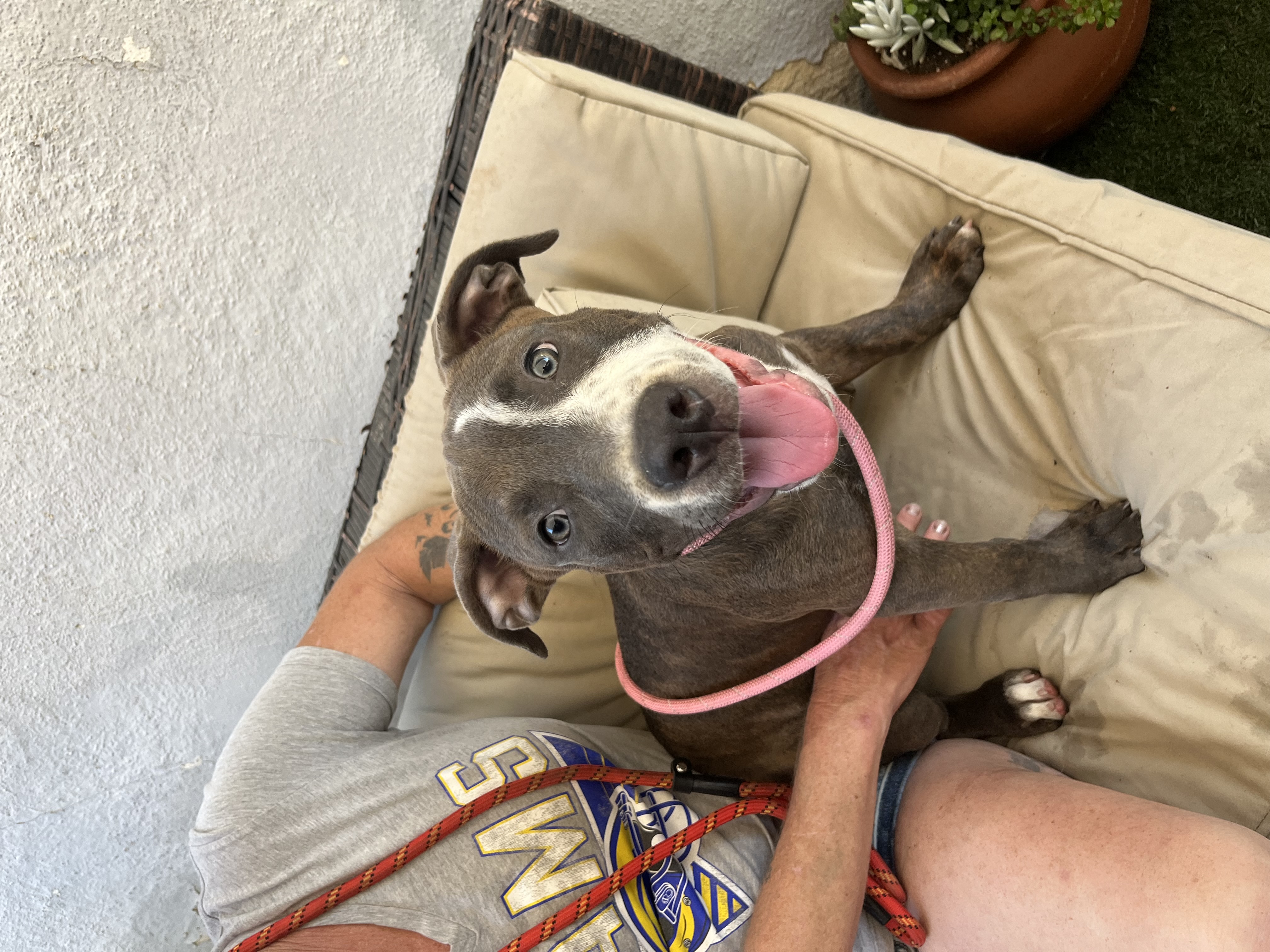 Scooby, Adoptable, Young Male American Staffordshire Terrier & Labrador Retriever.