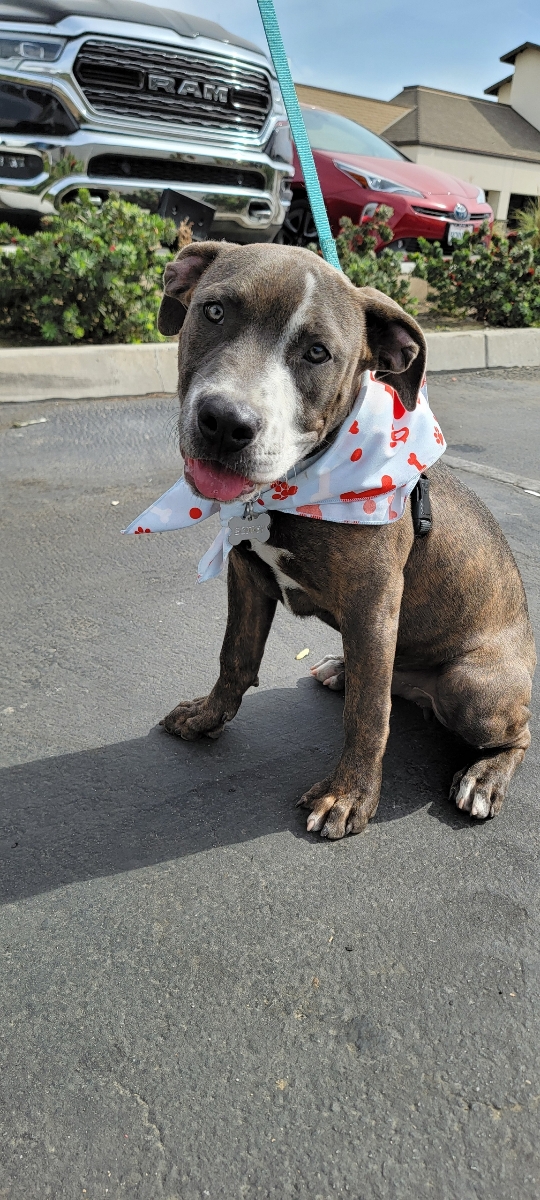 Scooby, Adoptable, Young Male American Staffordshire Terrier & Labrador Retriever.