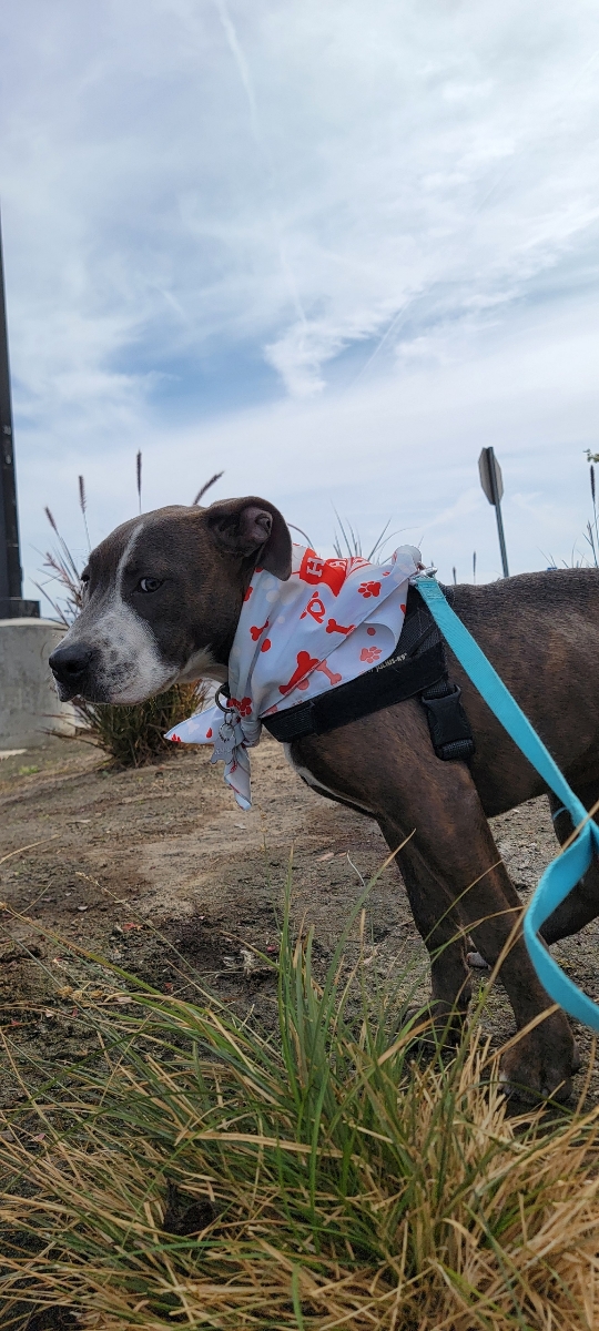 Enlarge Scooby, a Adoptable mixed breed in Bakersfield, CA image 3/4