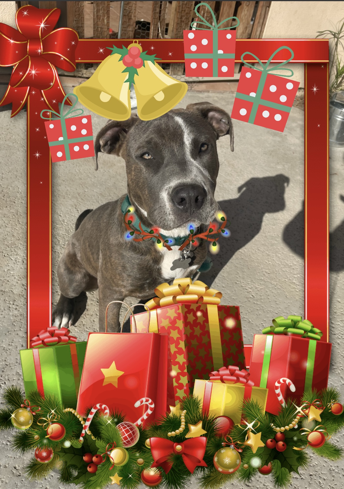 Enlarge Scooby, a Adoptable mixed breed in Bakersfield, CA image 4/4