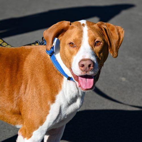 Enlarge Brix, a Adoptable mixed breed in Georgetown, KY image 1/6