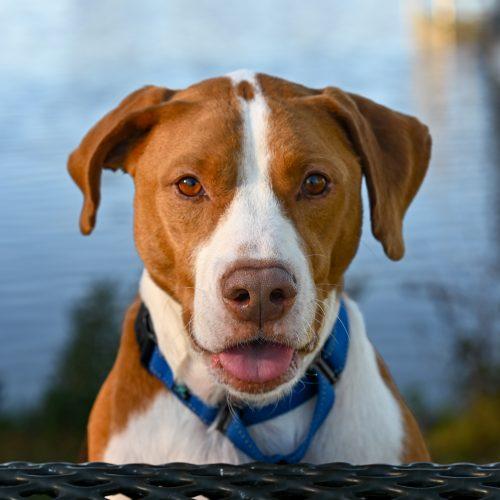 Enlarge Brix, a Adoptable mixed breed in Georgetown, KY image 2/6