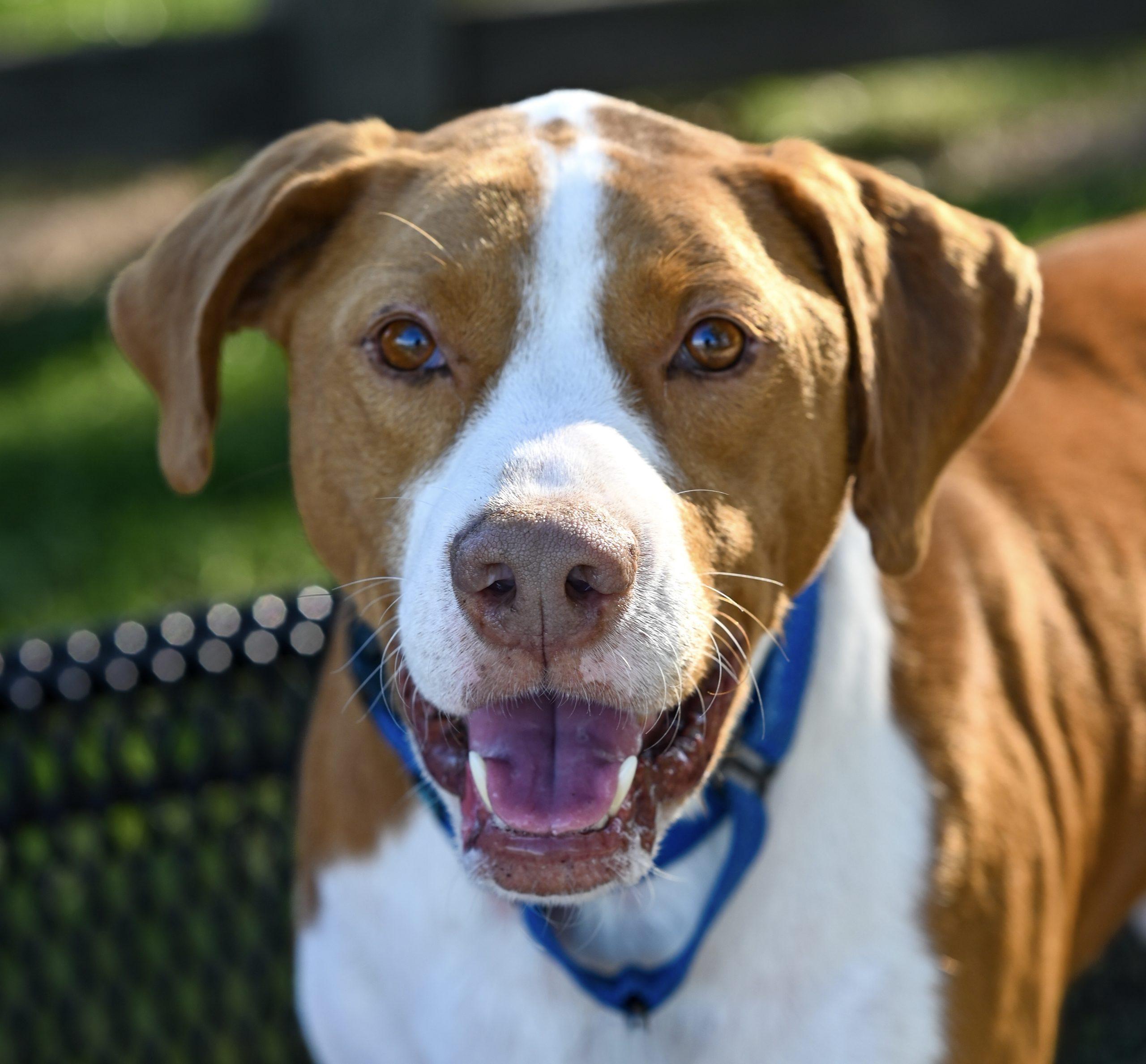 Enlarge Brix, a Adoptable mixed breed in Georgetown, KY image 3/6