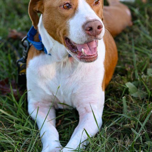 Enlarge Brix, a Adoptable mixed breed in Georgetown, KY image 4/6