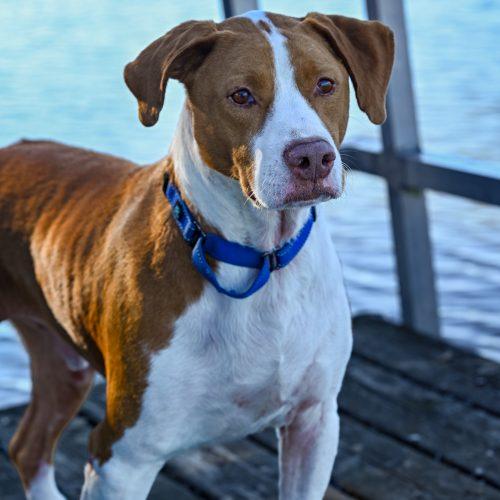 Enlarge Brix, a Adoptable mixed breed in Georgetown, KY image 5/6