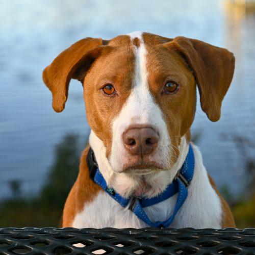 Enlarge Brix, a Adoptable mixed breed in Georgetown, KY image 6/6