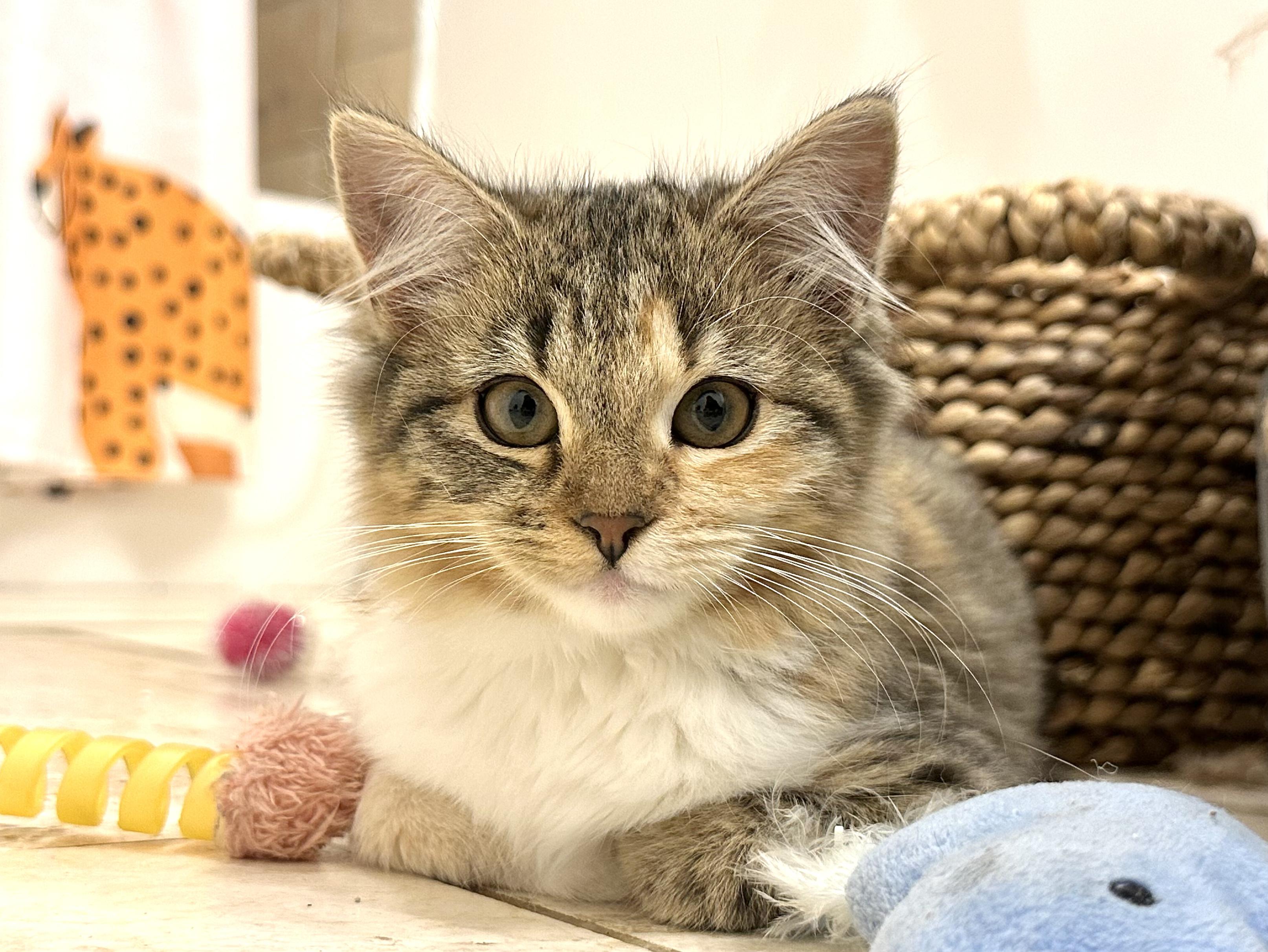 Enlarge Valentina, a Adoptable Domestic Medium Hair in Avondale Estates, GA image 4/4