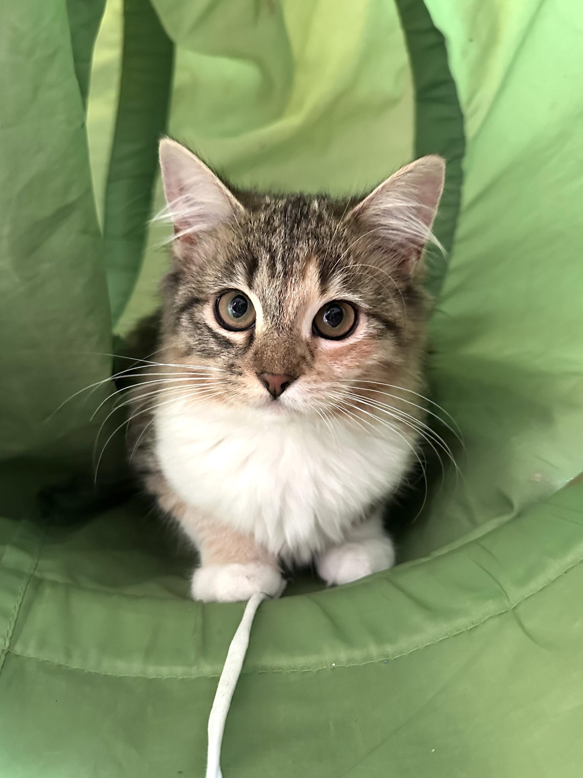 Valentina, Adoptable, Young Female Domestic Medium Hair.