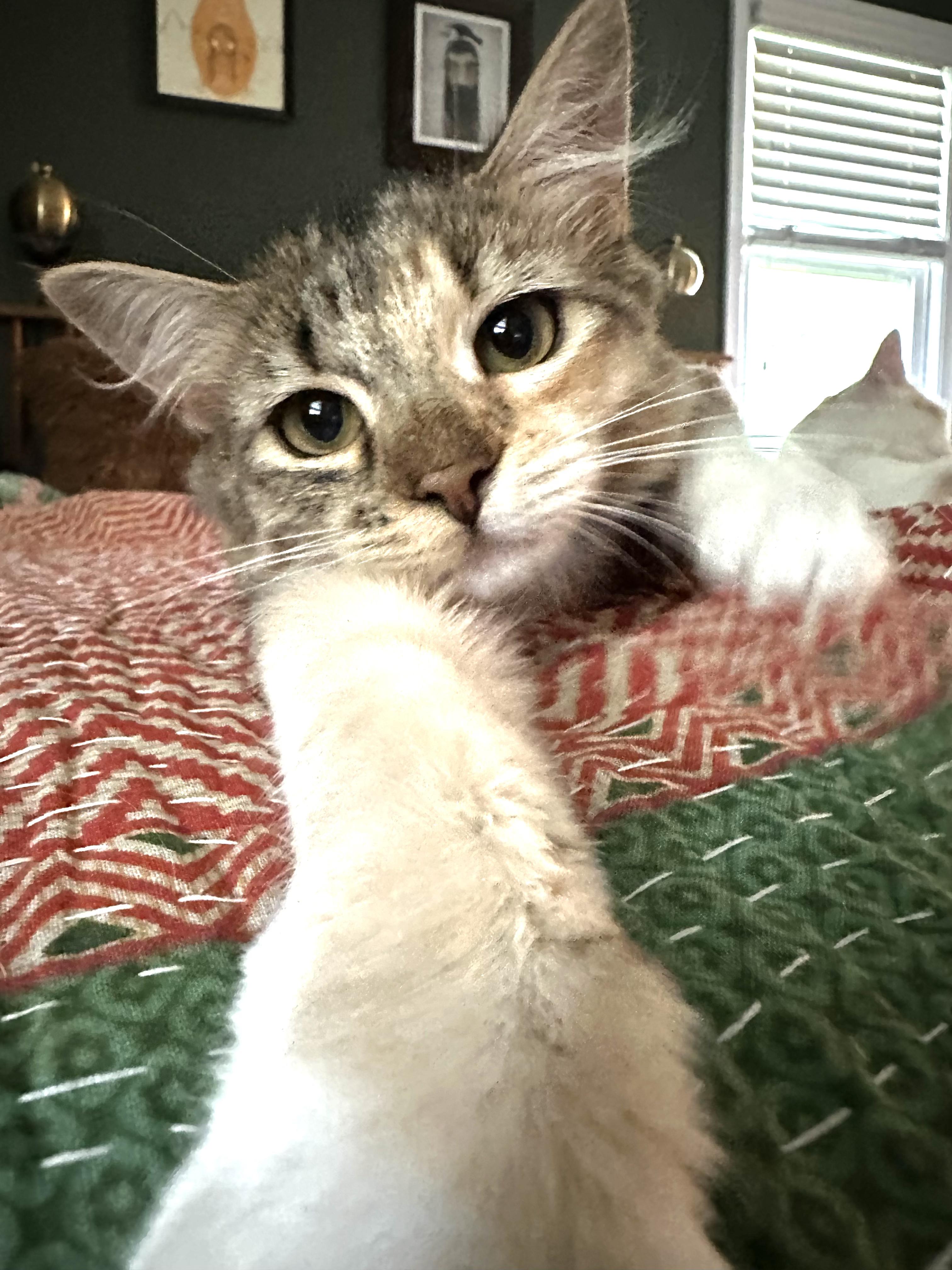 Enlarge Valentina, a Adoptable Domestic Medium Hair in Avondale Estates, GA image 2/4