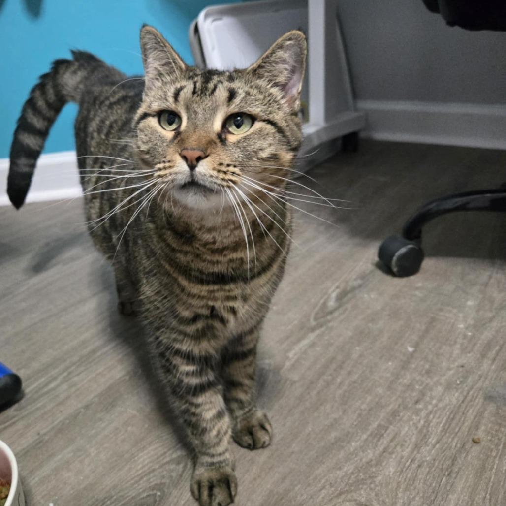 Sushi, Adoptable, Adult Female Domestic Short Hair.