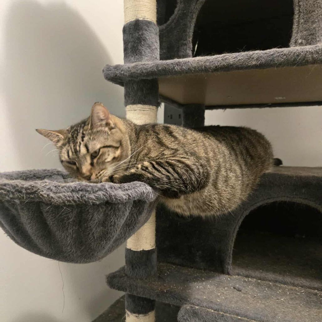 Enlarge Sushi, a Adoptable Domestic Short Hair in Greenville, NC image 2/2