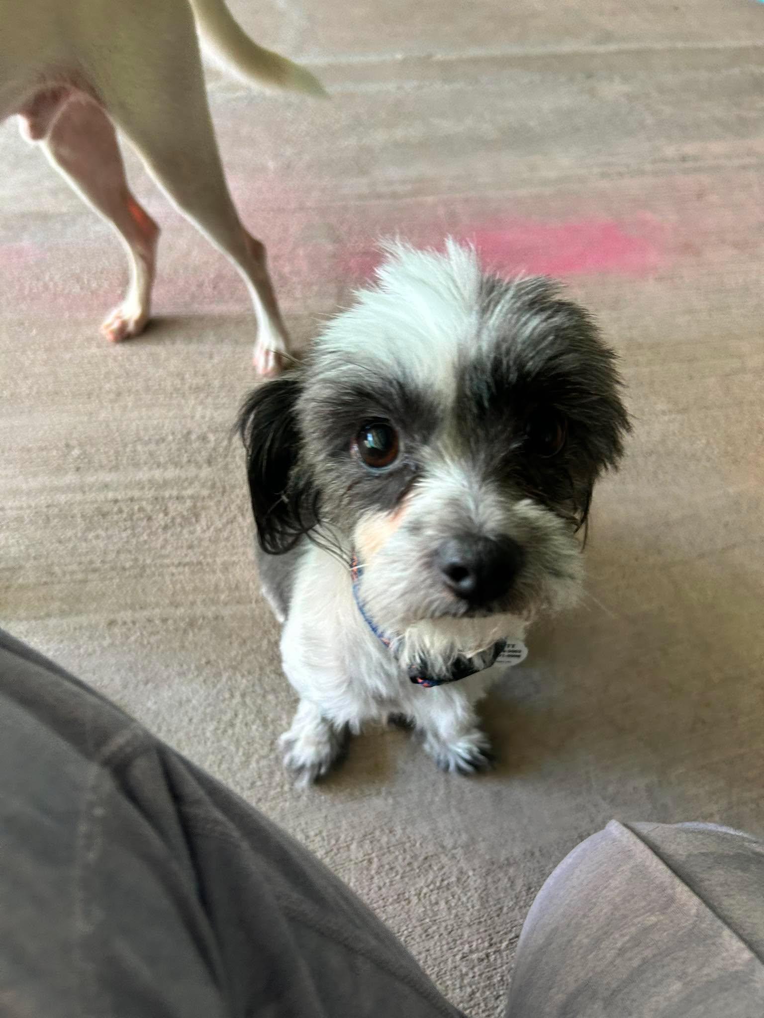 Enlarge Miso, an adopted mixed breed in Phoenix, AZ image 2/2