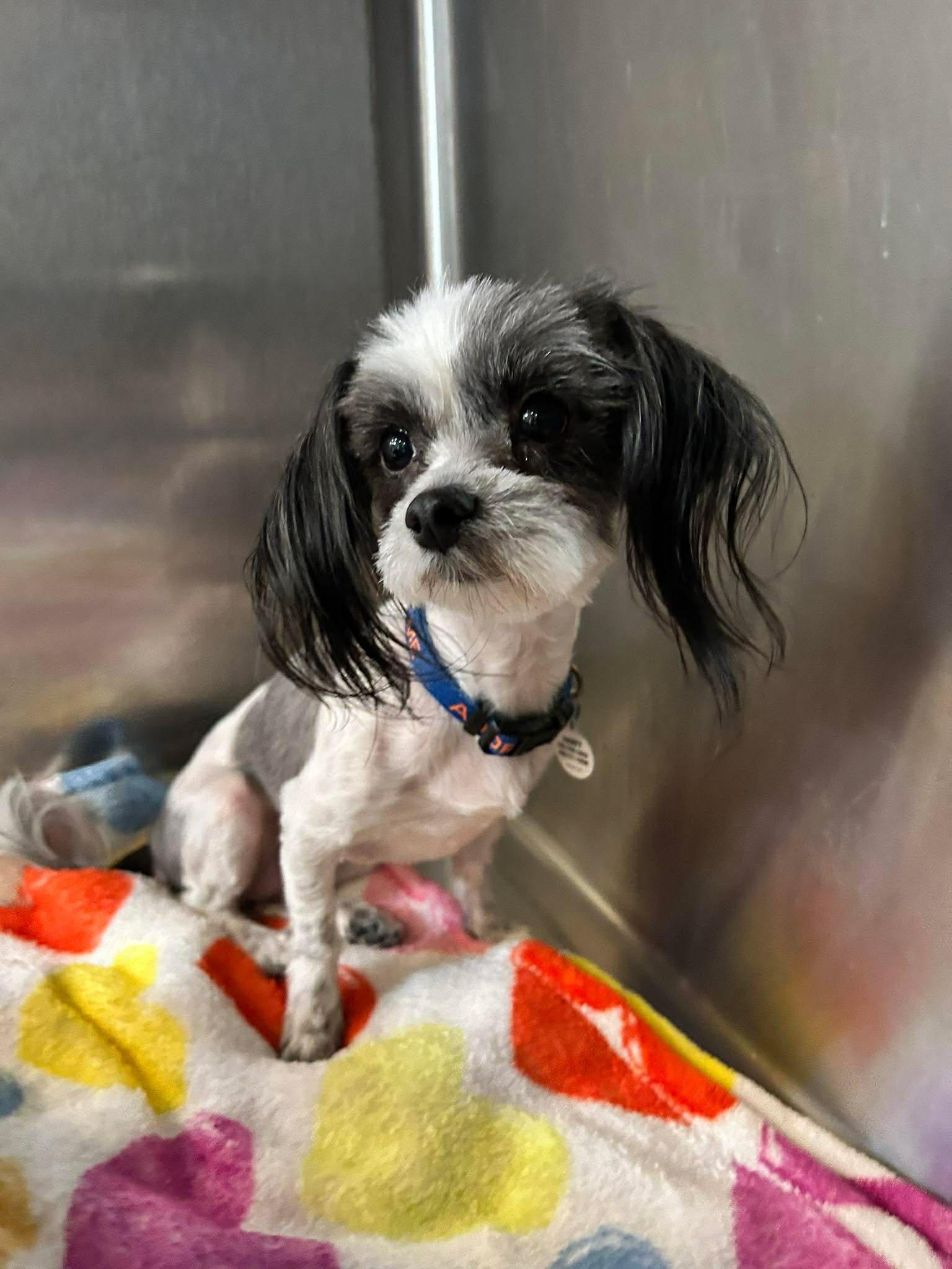 Miso, adopted, Adult Female Shih Tzu.