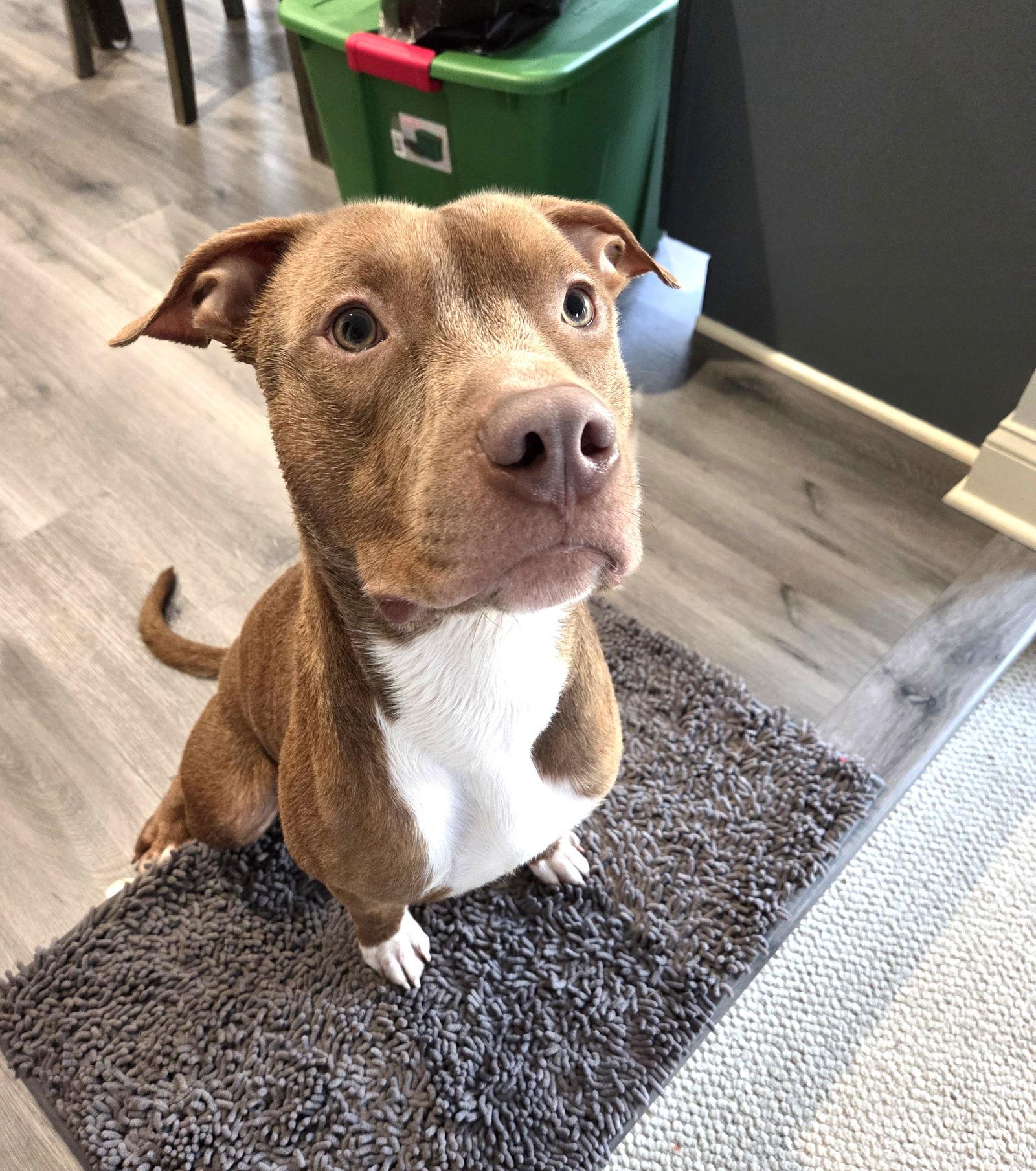 Enlarge Macchiato, a Adoptable Pit Bull Terrier in Rockville, MD image 1/3