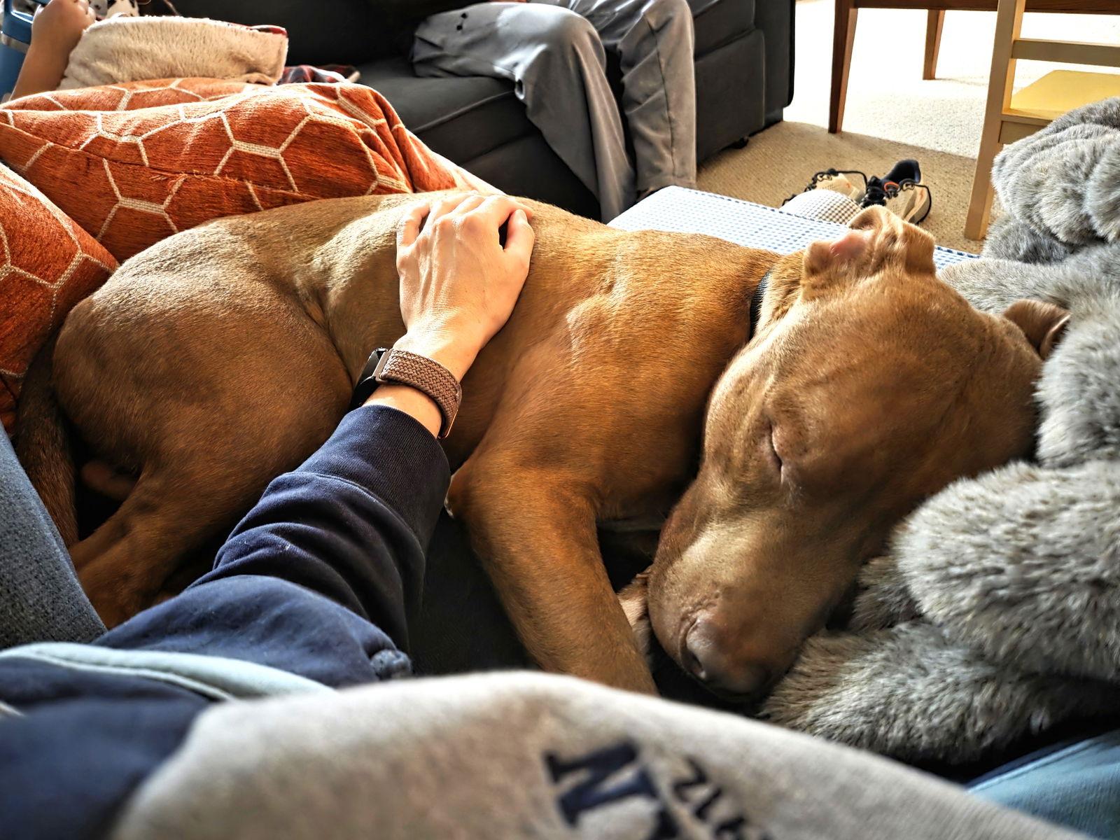 Enlarge Macchiato, a Adoptable Pit Bull Terrier in Rockville, MD image 2/3