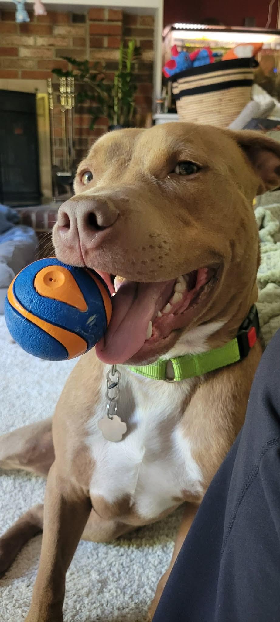Macchiato, Adoptable, Young Male Pit Bull Terrier.